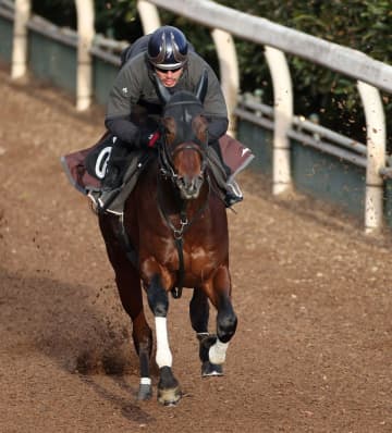 【京成杯】マテンロウゲイル 隠し切れない鋭さ ソフト仕上げ指示も躍動感、野中師「それでも動けていたね」