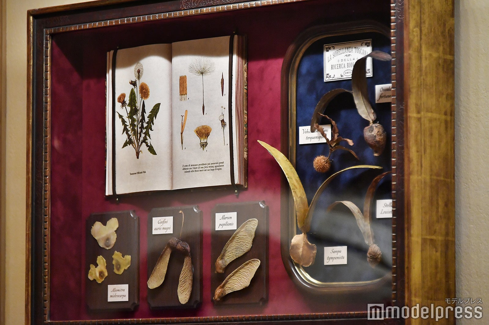 よく見ると“ミッキー風”の展示物が…／「ソアリン：ファンタスティック・フライト」内観（C）モデルプレス（C）Disney