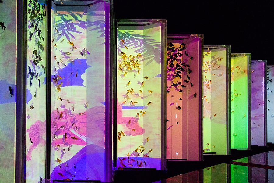 日本橋ナイトアクアリウム8