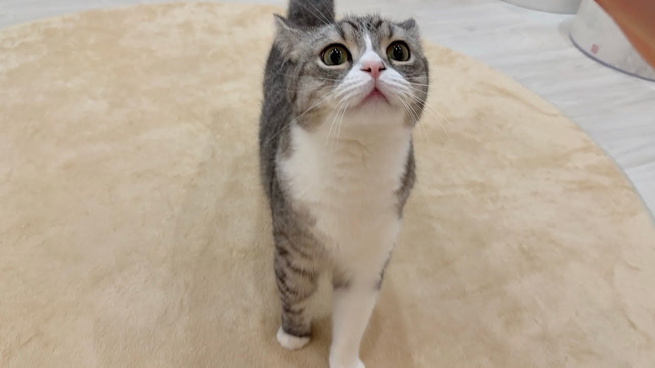 震度1の地震のビビる猫…2匹の対比が可愛すぎる！