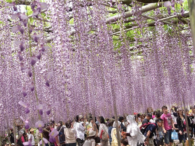 美しい藤のカーテン／photo by honobon