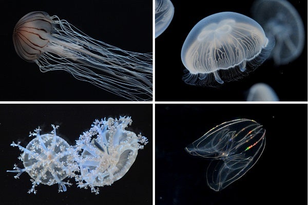 「京都水族館」／画像提供：京都水族館