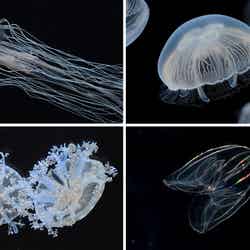 「京都水族館」/画像提供:京都水族館