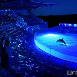 夜デートにも♡京都水族館が青い幻想的な光でライトアップ／画像提供：京都水族館