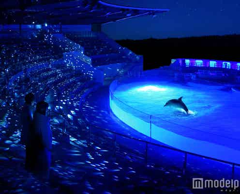 ペンギンの寝顔も見れるかも♡夜の京都水族館が青く幻想的な空間に