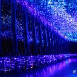 赤色の織姫と白色の彦星も/画像提供:東京タワー