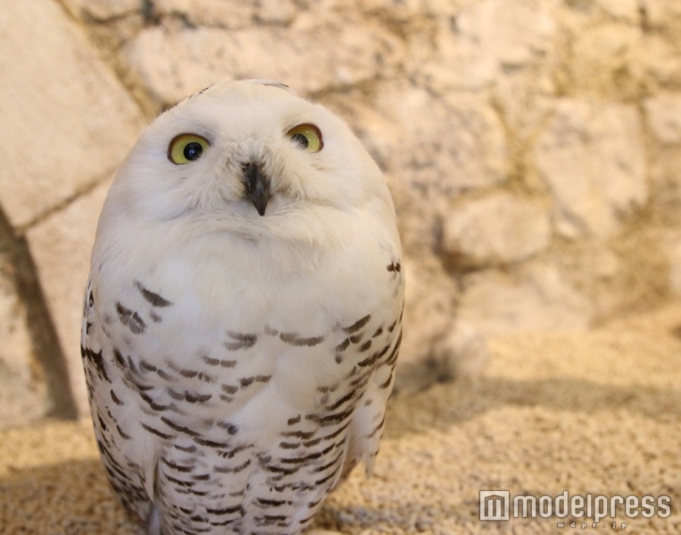 奥渋谷に癒やしの 白ふくろうカフェ がオープン 女子旅プレス 奥渋谷に癒やしの 白ふくろうカフェ がオープン 女子旅プレス
