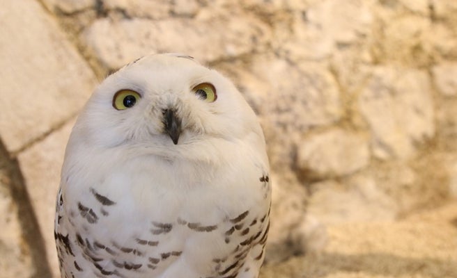 奥渋谷に癒やしの 白ふくろうカフェ がオープン 女子旅プレス 奥渋谷に癒やしの 白ふくろうカフェ がオープン 女子旅プレス