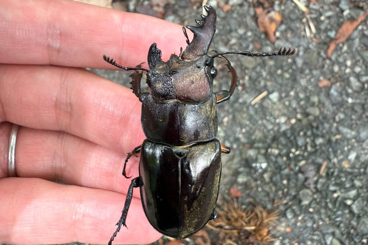 ミヤマクワガタの雌雄モザイク