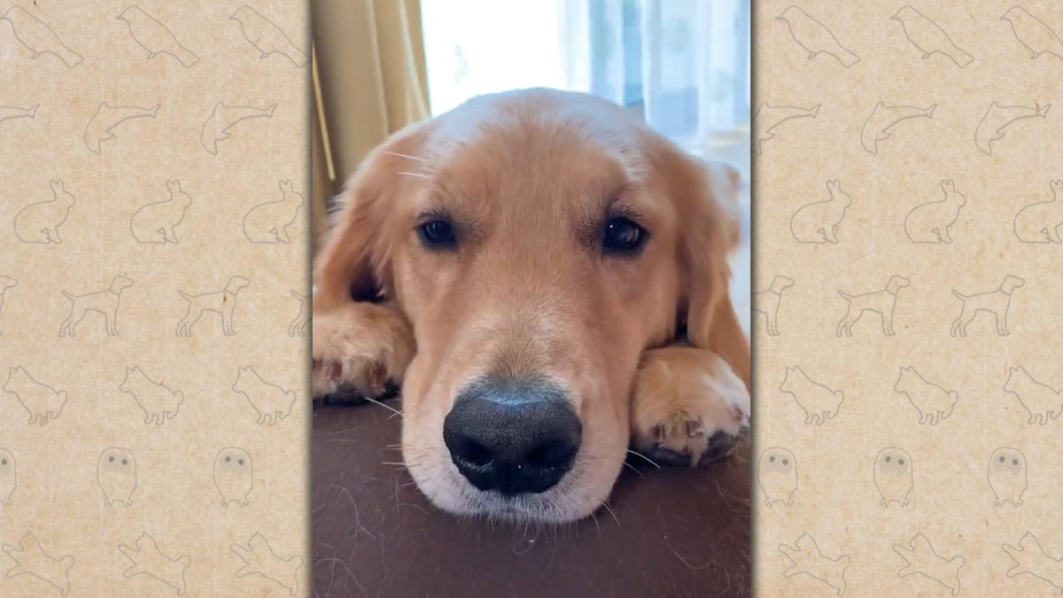 16日放送の「笑える！泣ける！動物スクープ100連発」（C）TBS