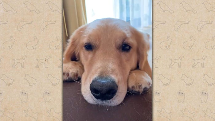 16日放送の「笑える!泣ける!動物スクープ100連発」(C)TBS