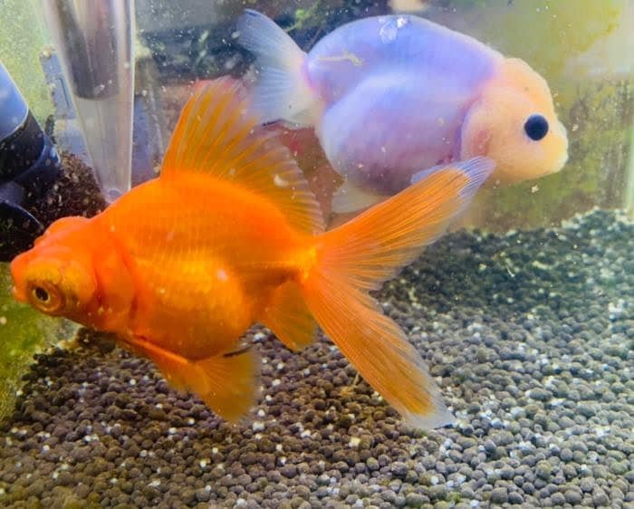 Lilico 金魚の水槽を見てプチパニックに陥った出来事 なんか様子がおかしい モデルプレス