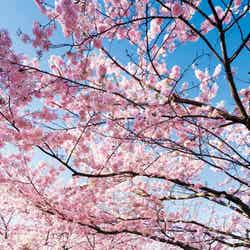 桜もいちごも温泉も大満喫の週末春旅！東京から最短41分、小山市にしかない桜を見に行こう／小山市