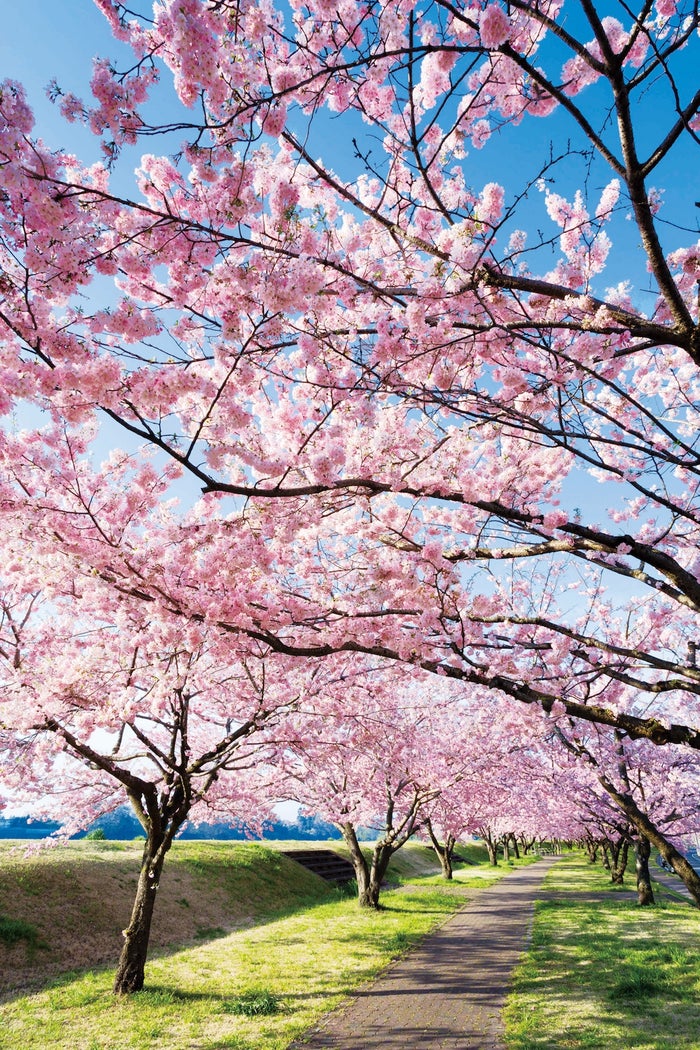 桜もいちごも温泉も大満喫の週末春旅 東京から最短41分 小山市にしかない桜を見に行こう 女子旅プレス