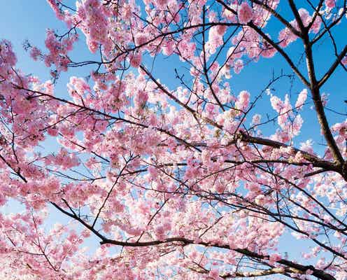 桜もいちごも温泉も大満喫の週末春旅!東京から最短41分、小山市にしかない桜を見に行こう