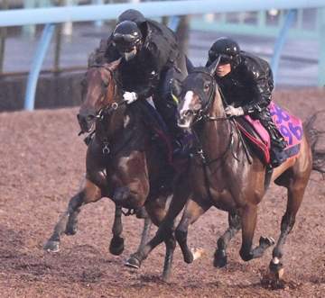 【オールカマー】レガレイラ 最終追いは文句なし ぬかるむ馬場で鋭脚披露も太田助手は天候不安視「できればきれいな馬場を」