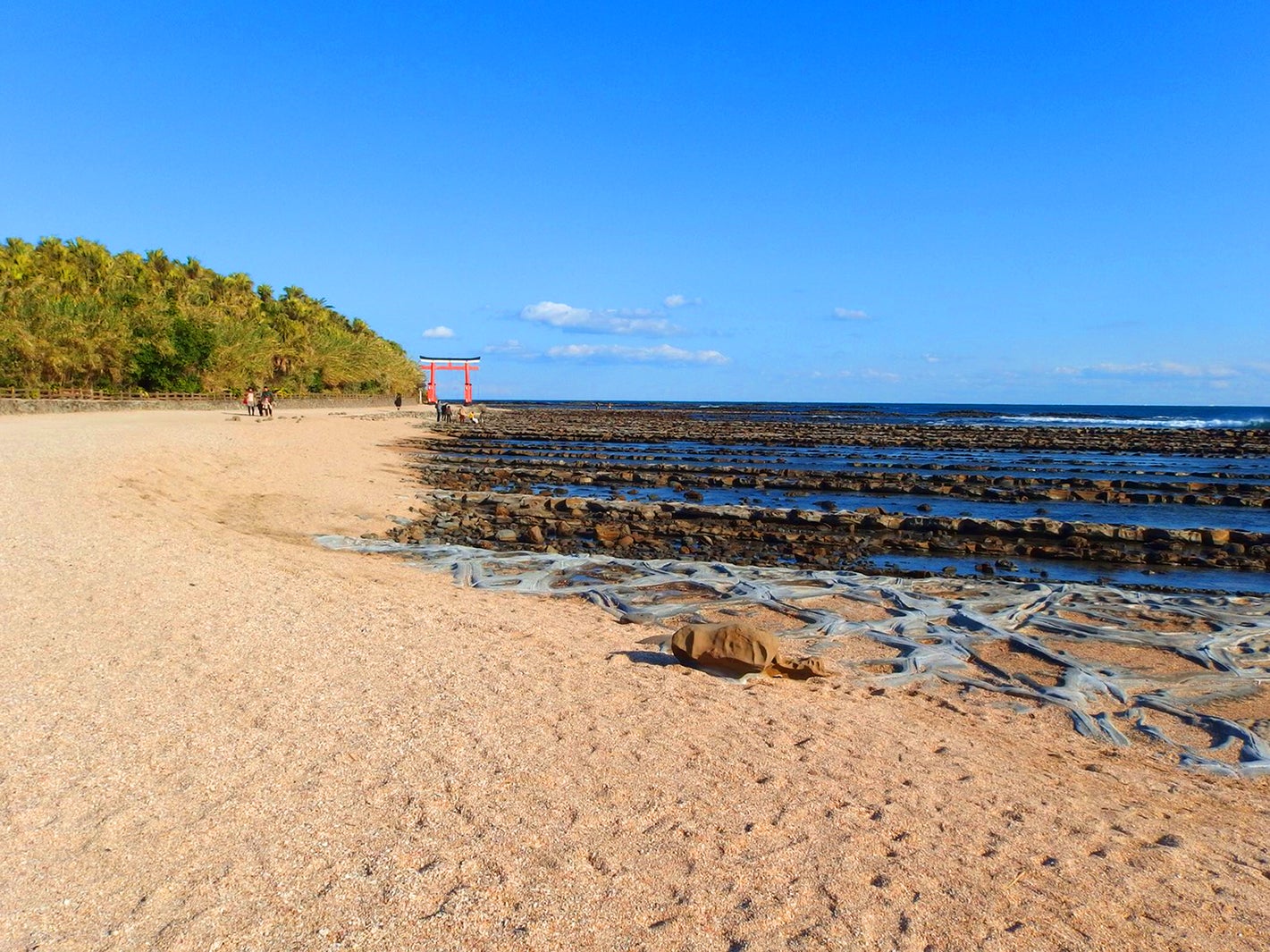 青島（提供写真）