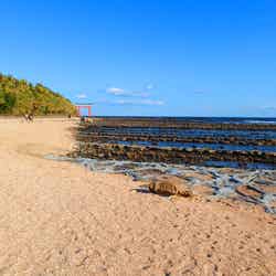 青島(提供写真)
