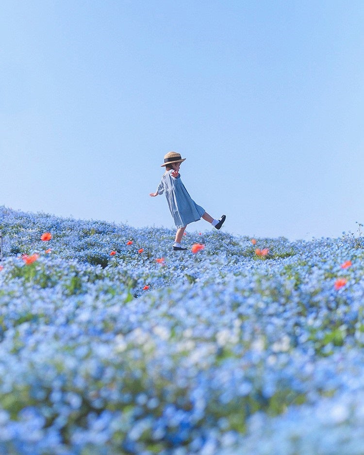 ネモフィラ祭り／画像提供：ピーエスジェイコーポレーション