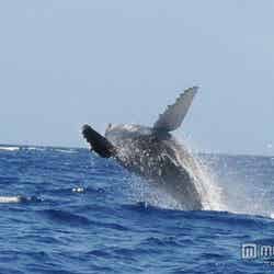 1～3月にかけて、あちこちでクジラの姿が見れる／Photo by backofthenapkin