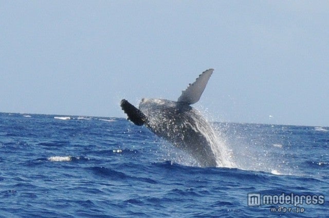 1～3月にかけて、あちこちでクジラの姿が見れる／Photo by backofthenapkin