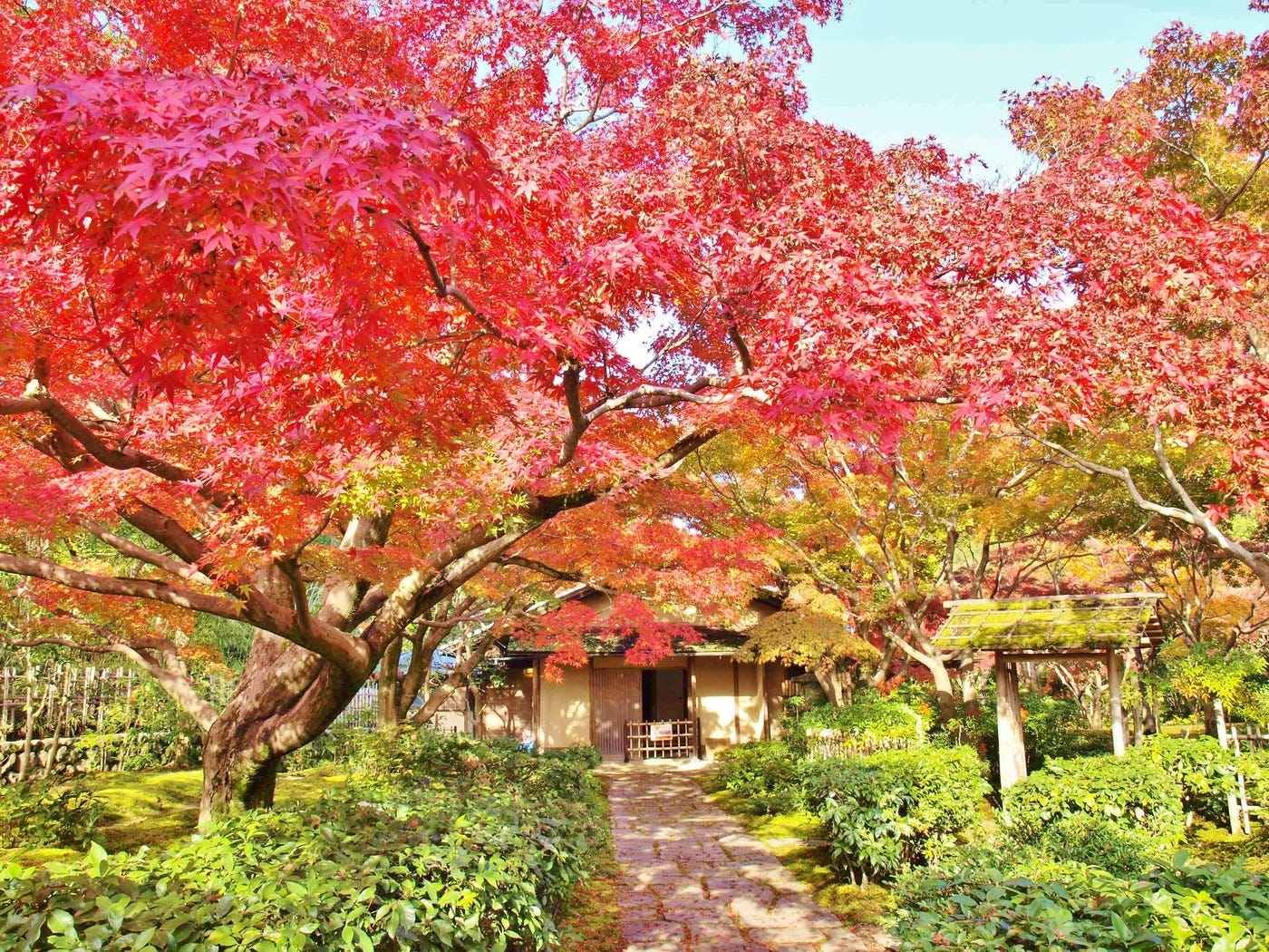 大阪・万博記念公園で「紅葉まつり」約1万本の木々が美しい秋色に