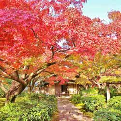 万博記念公園 紅葉まつり/提供画像