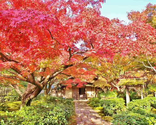 大阪・万博記念公園で「紅葉まつり」約1万本の木々が美しい秋色に