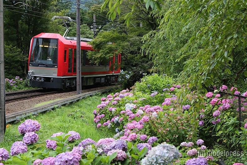 日中のあじさい電車／画像提供：小田急エージェンシー