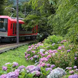 日中のあじさい電車/画像提供:小田急エージェンシー