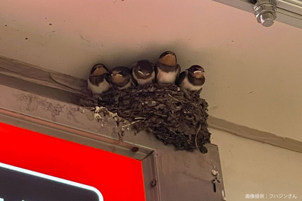 立川駅のツバメ