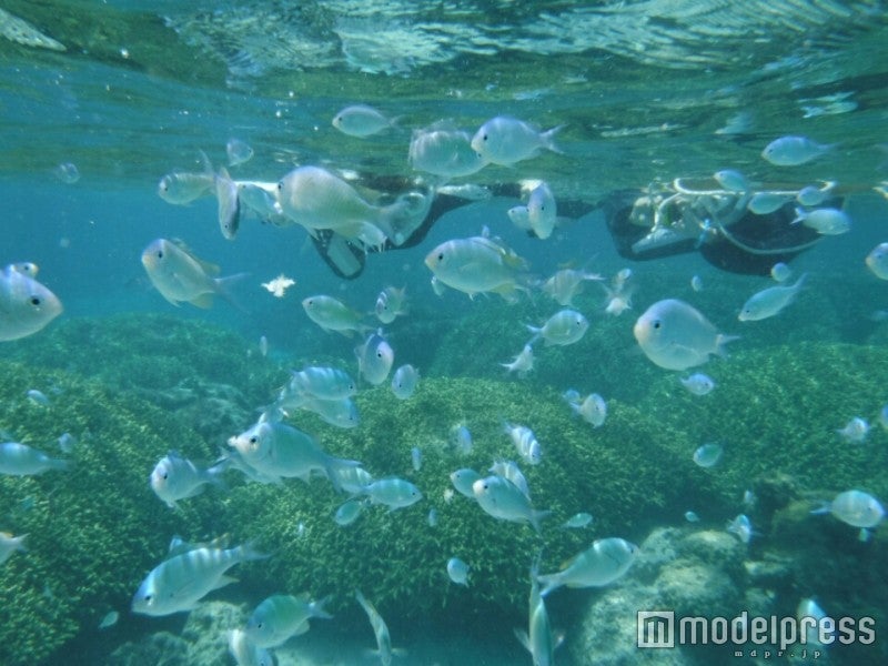 シュノーケリングでケラマブルーの海を泳ぐ