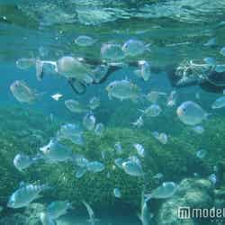 シュノーケリングでケラマブルーの海を泳ぐ