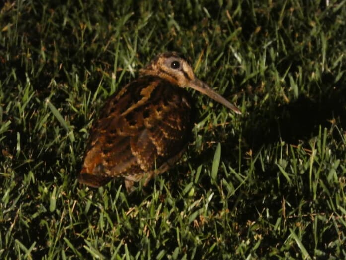 奄美から沖縄の間にのみ生息する絶滅危惧種のアマミヤマシギ。ネイチャーツアー解散後にひょっこり現れました（2021年10月撮影）