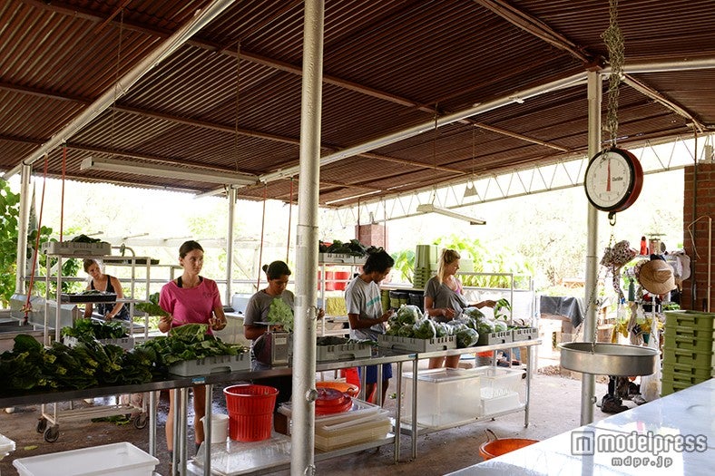 地元スタッフによる出荷作業