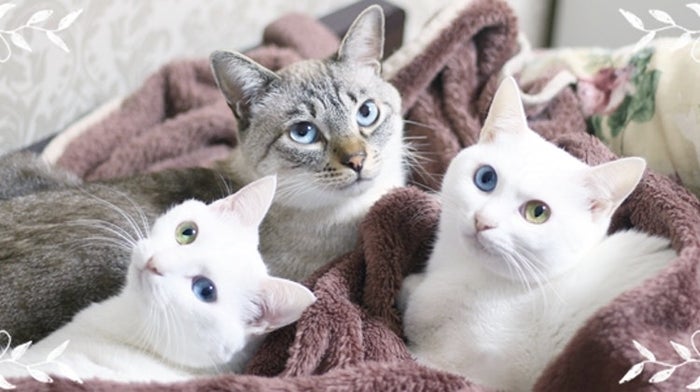 猫生活を快適に 猫マニアが愛用する猫用品10選 モデルプレス