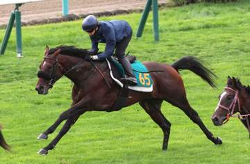 【札幌2歳S】ショウナンガレオン フライトライン産駒初重賞Vへ最終追いで余力十分 加藤士師「ここ勝ってクラッシックに」