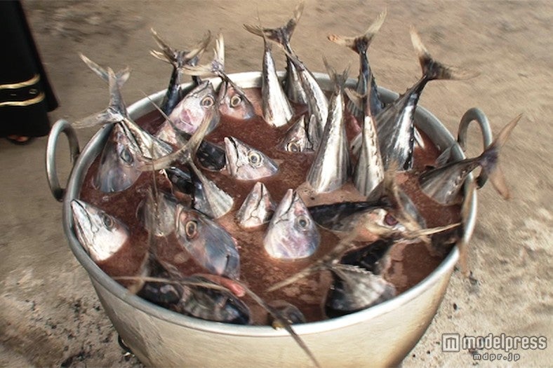 カツオ／画像提供：毎日放送