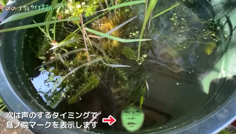 庭のビオトープで精霊が返事をした？自然系チャンネルに「謎の声」が混入