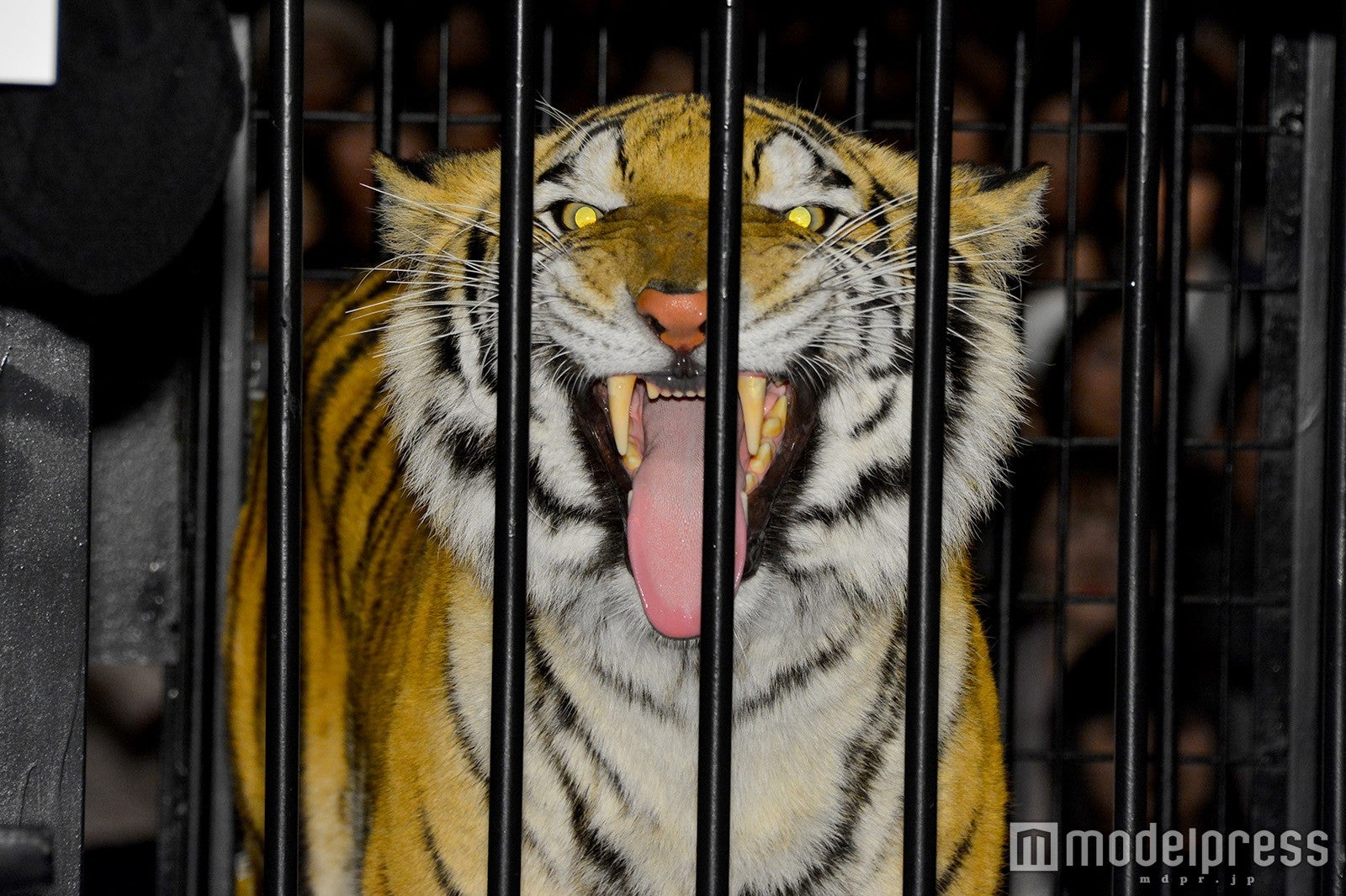 アンジー （C）モデルプレス