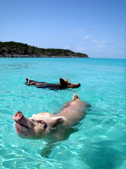 08.2012 Vorobek Bahamas - swimming pigs by cdorobek