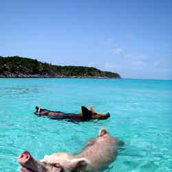 08.2012 Vorobek Bahamas - swimming pigs by cdorobek