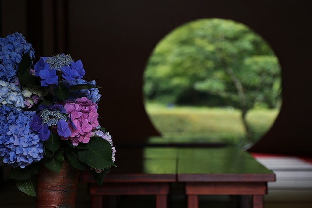 円窓／Hydrangea at MEIGETSUIN (1)<br>
by taka_suzuki