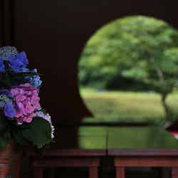 円窓/Hydrangea at MEIGETSUIN (1)
by taka_suzuki