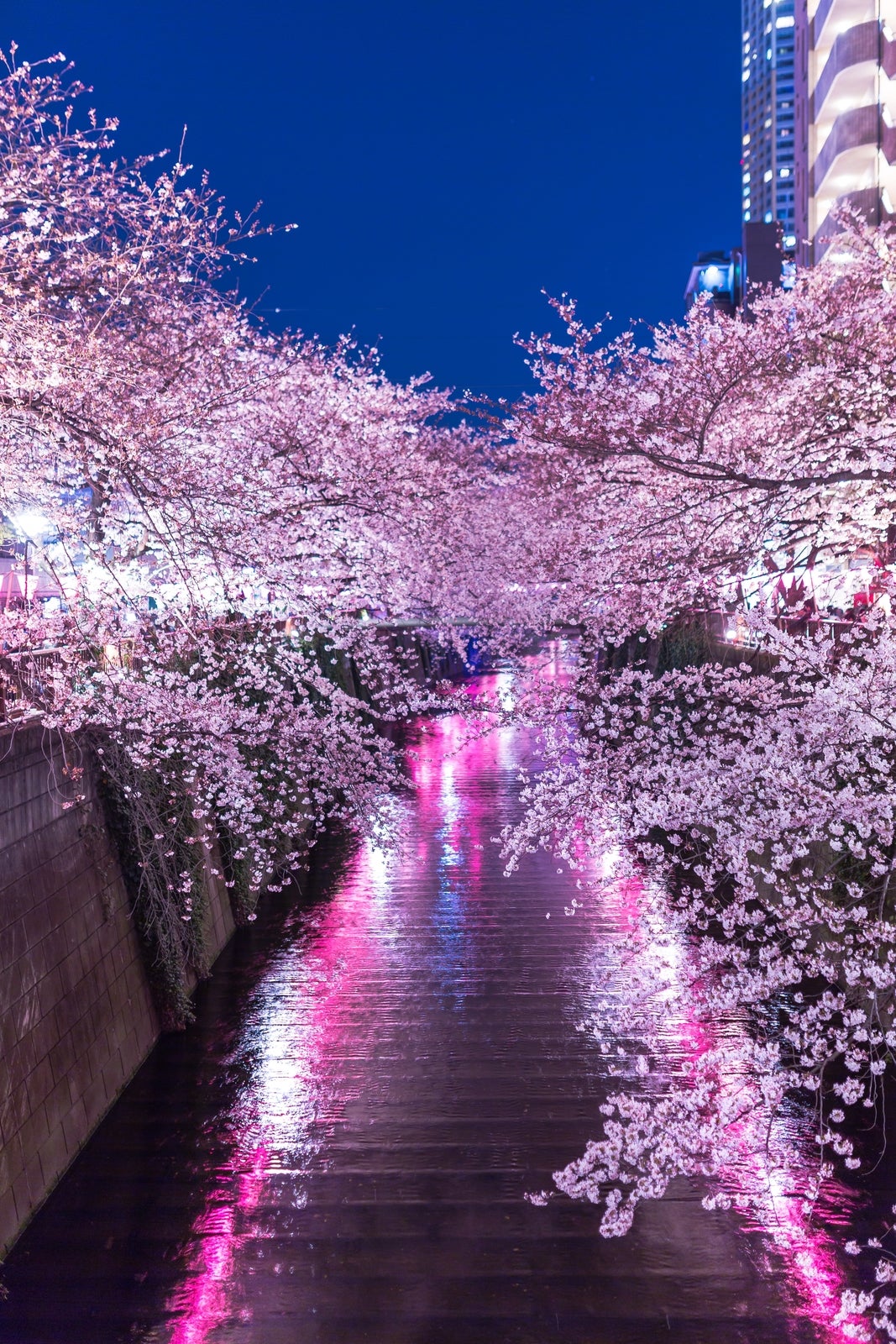 提灯の反射と目黒川満開の夜桜／photo by 写真素材ぱくたそ