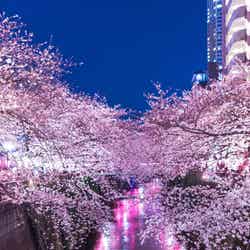 提灯の反射と目黒川満開の夜桜／photo by 写真素材ぱくたそ