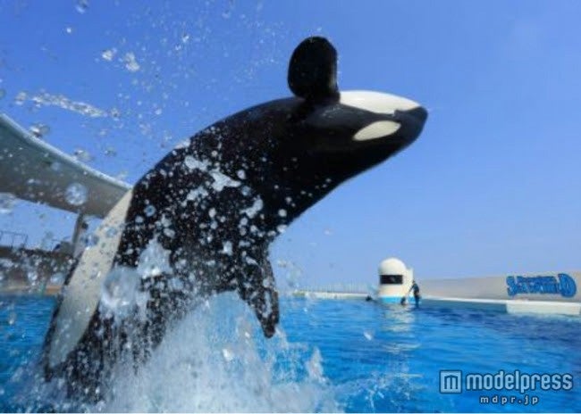 鴨川シーワールド／画像提供：グランビスタホテル＆リゾート