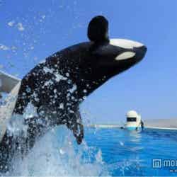 鴨川シーワールド/画像提供:グランビスタホテル&リゾート