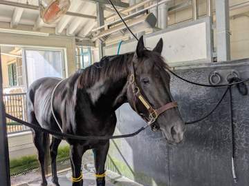 クロワデュノールが帰厩 父キタサンブラック以来となる天皇賞春秋制覇を目指す 斉藤崇師「秋に向けてゆっくり進めていきます」