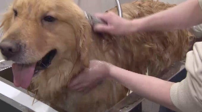 16日放送の「嗚呼！！みんなの動物園」より（C）日本テレビ